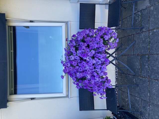 Petunia F1  "Evening Scentsation" Doftande! 5 frön (hängande) - 4