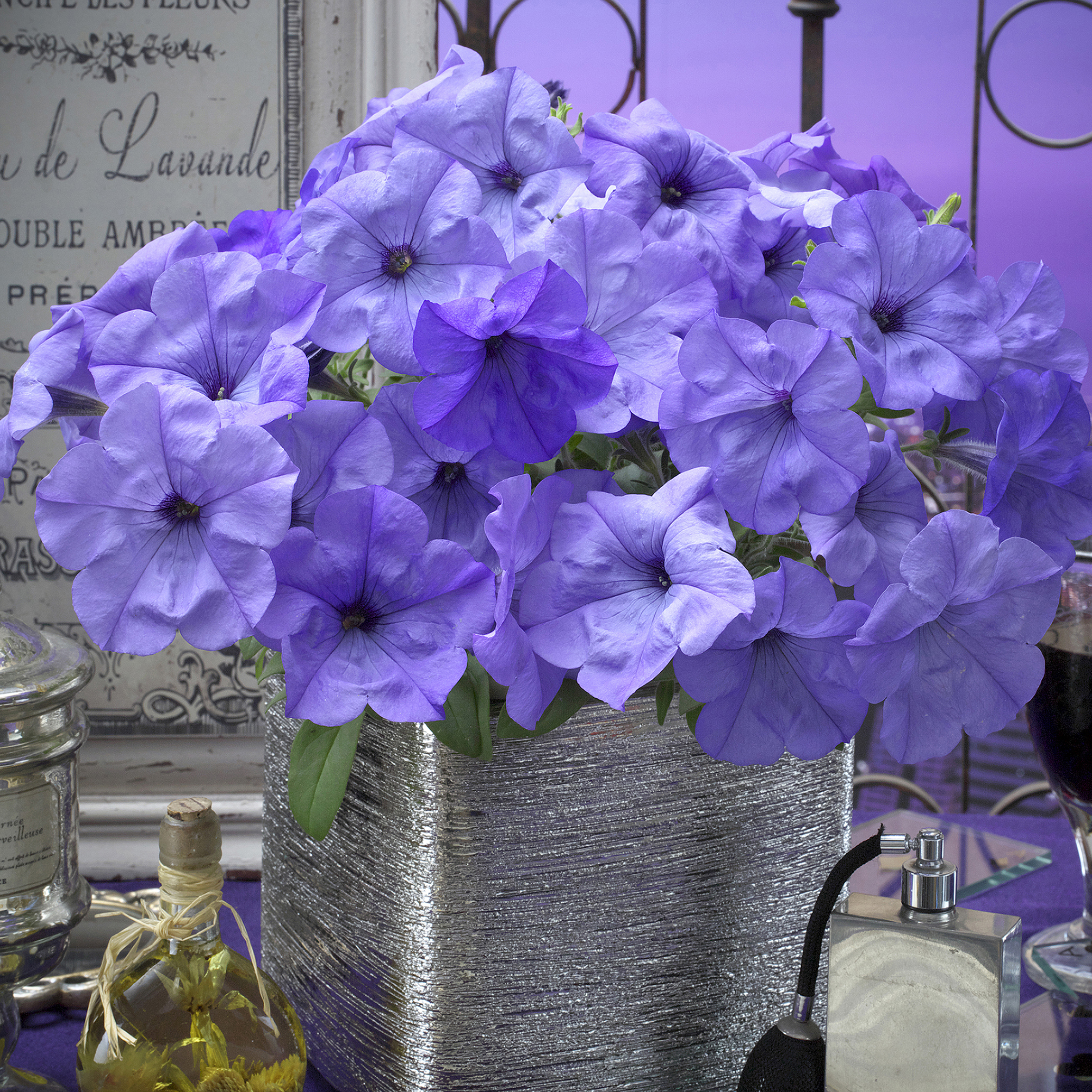 Petunia F1  "Evening Scentsation" Doftande! 5 frön (hängande)