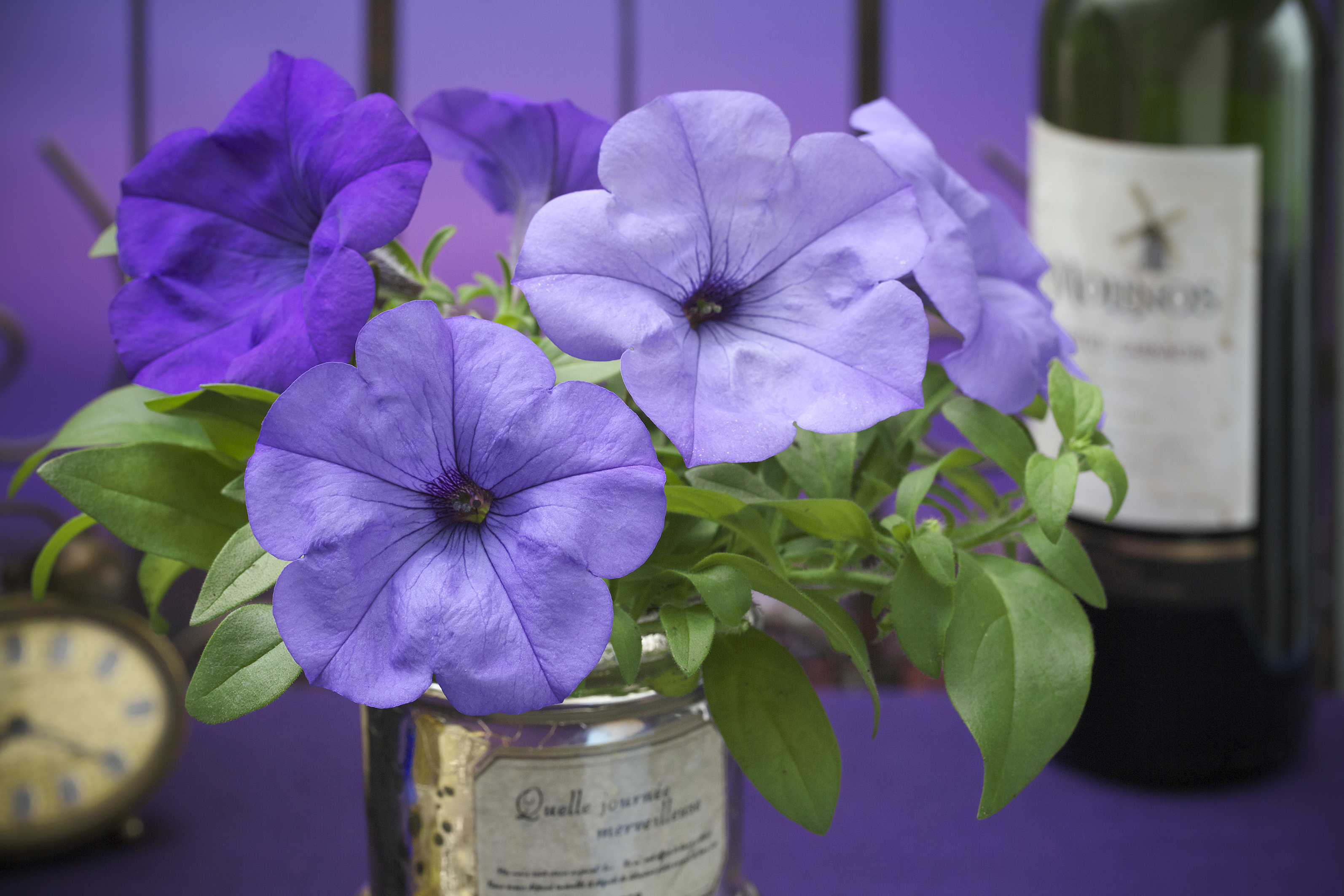 Petunia F1  "Evening Scentsation" Doftande! 5 frön (hängande) - 2