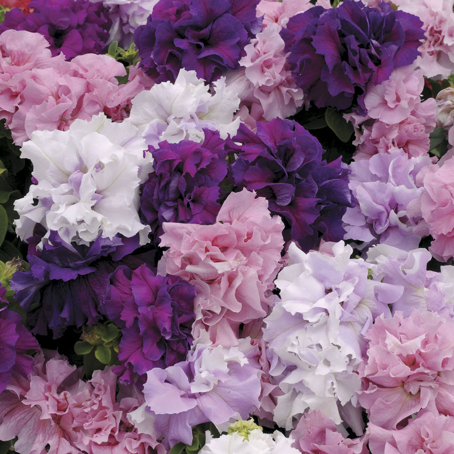 Petunia F1 "Dubbel Kaskad  Mix" 10  frö  (buskig)