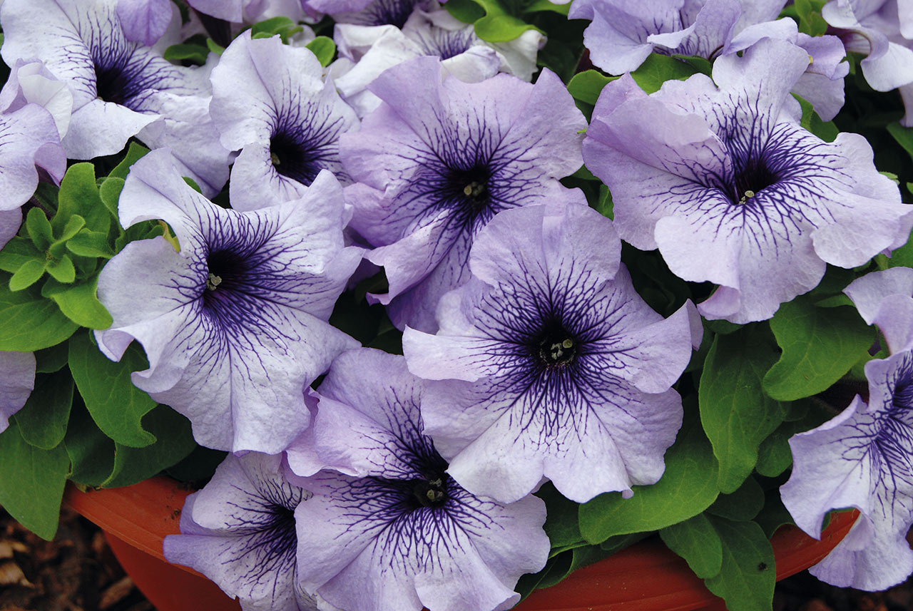 Petunia F1 Limbo Blue Veined 15 frö (buskig)