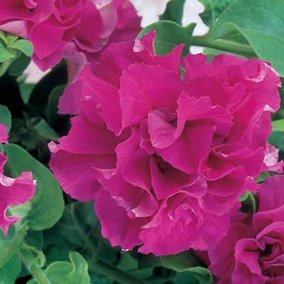 Petunia  F1 dubbel kaskad rosa F1 10 frö (buskig)