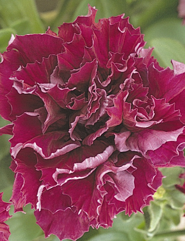 Petunia  F1 dubbel kaskad burgundy 10 frö (buskig) - 2