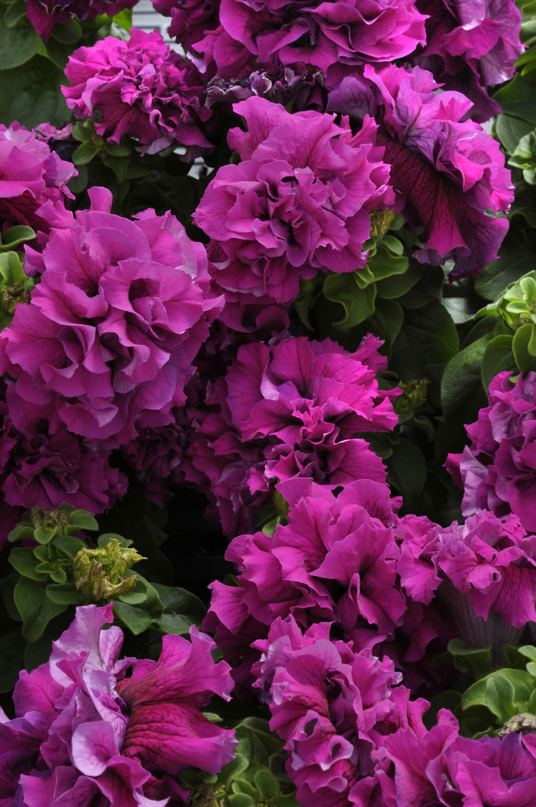 Petunia  F1 dubbel kaskad burgundy 10 frö (buskig)