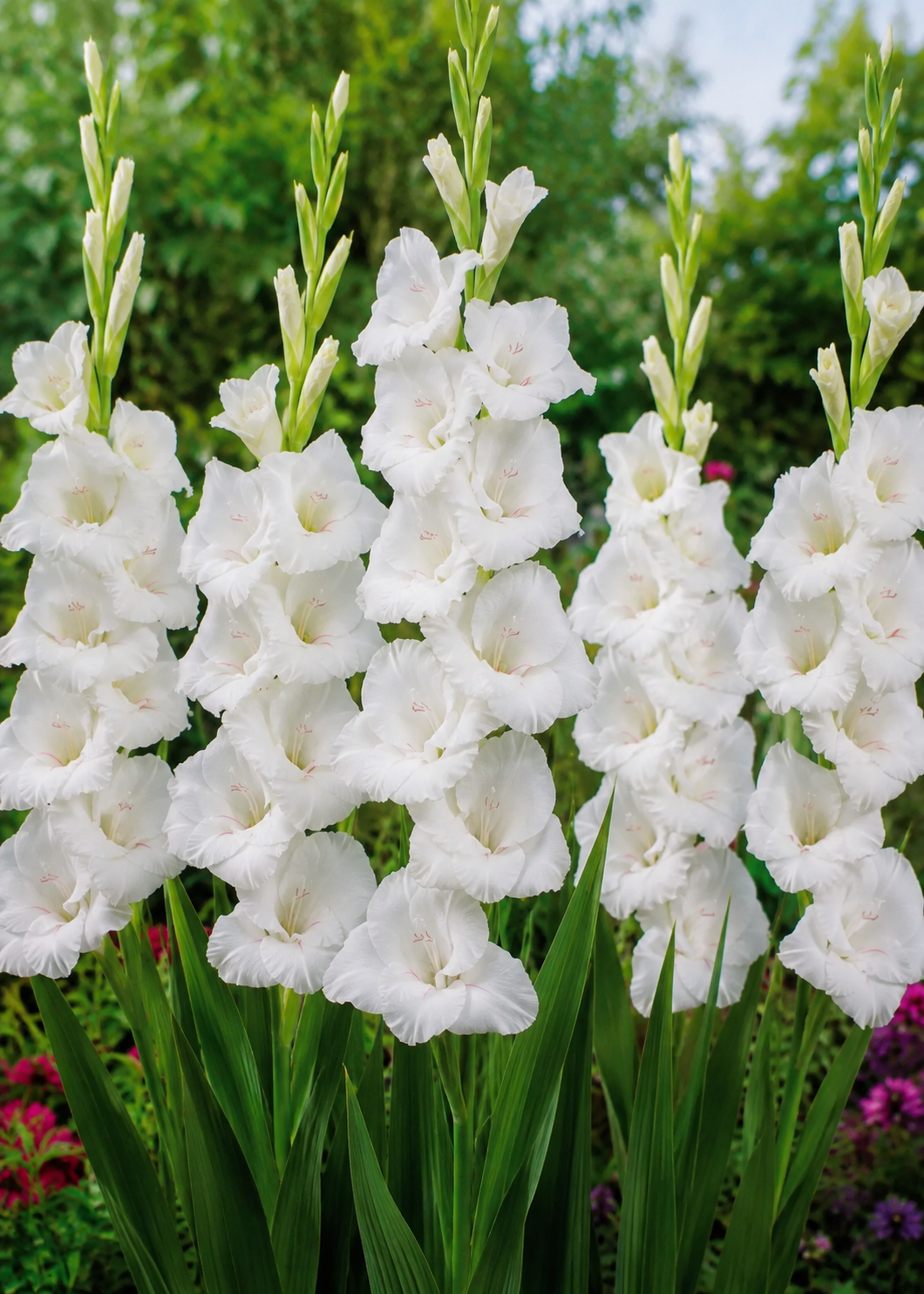 Gladiolus White Prosperity , Nyhet 2027!   10-pack