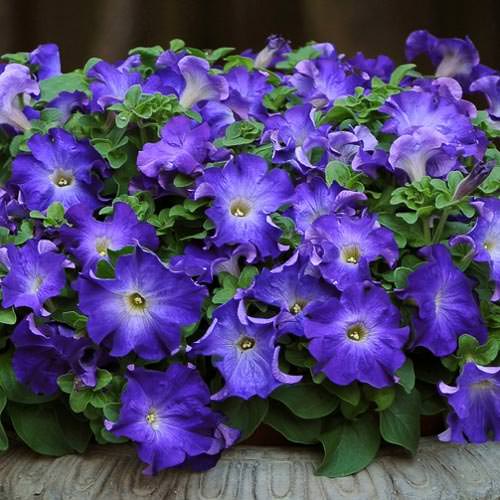 Petunia F1 Sophistica Blue Morning 5 pellets (halvhängande) - 2