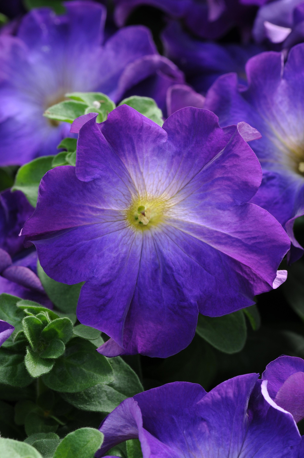 Petunia F1 Sophistica Blue Morning 5 pellets (halvhängande)