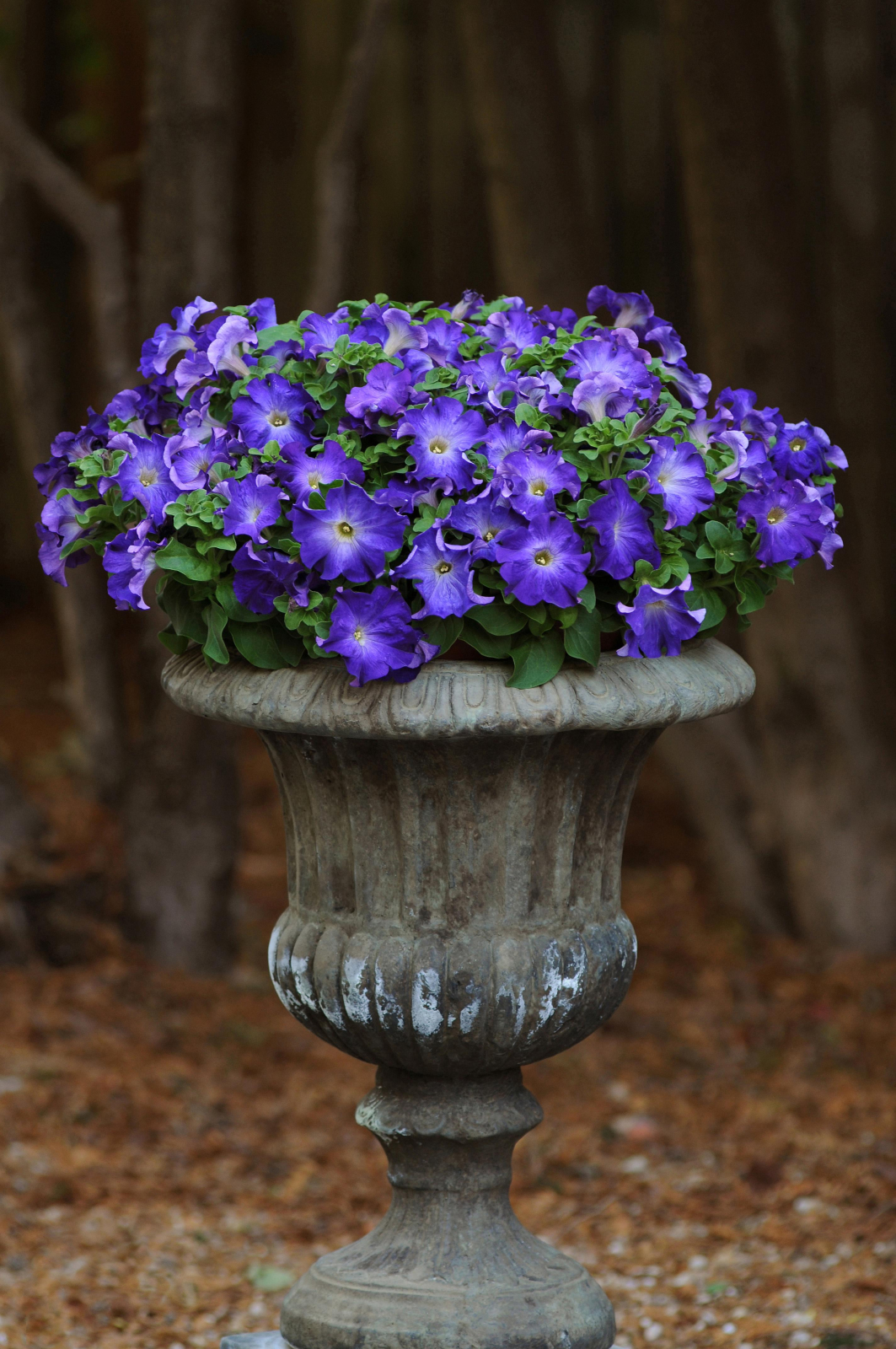 Petunia F1 Sophistica Blue Morning 5 pellets (halvhängande) - 3