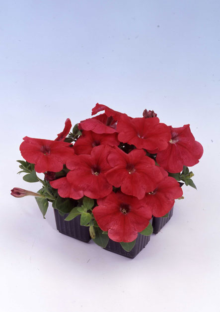 Petunia  F1 Mambo red 12 frö - 3