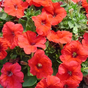 Petunia  F1 Mambo red 12 frö - 2