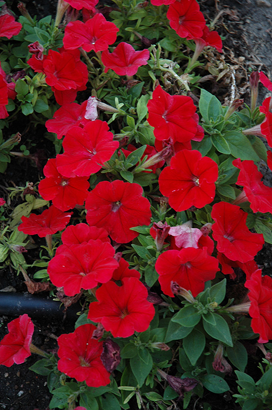 Petunia  F1 Mambo red 12 frö