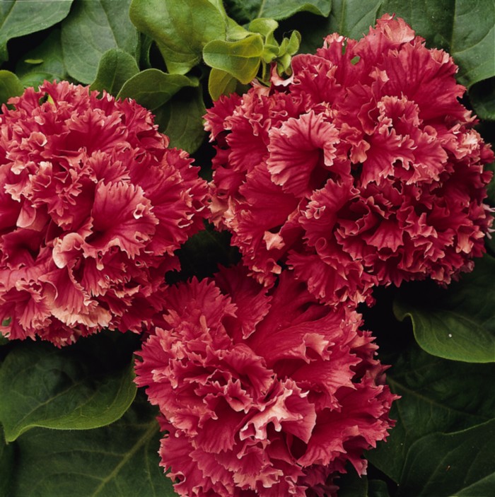 Petunia F1  Dubbel /Kaskad Valentine 10 frön