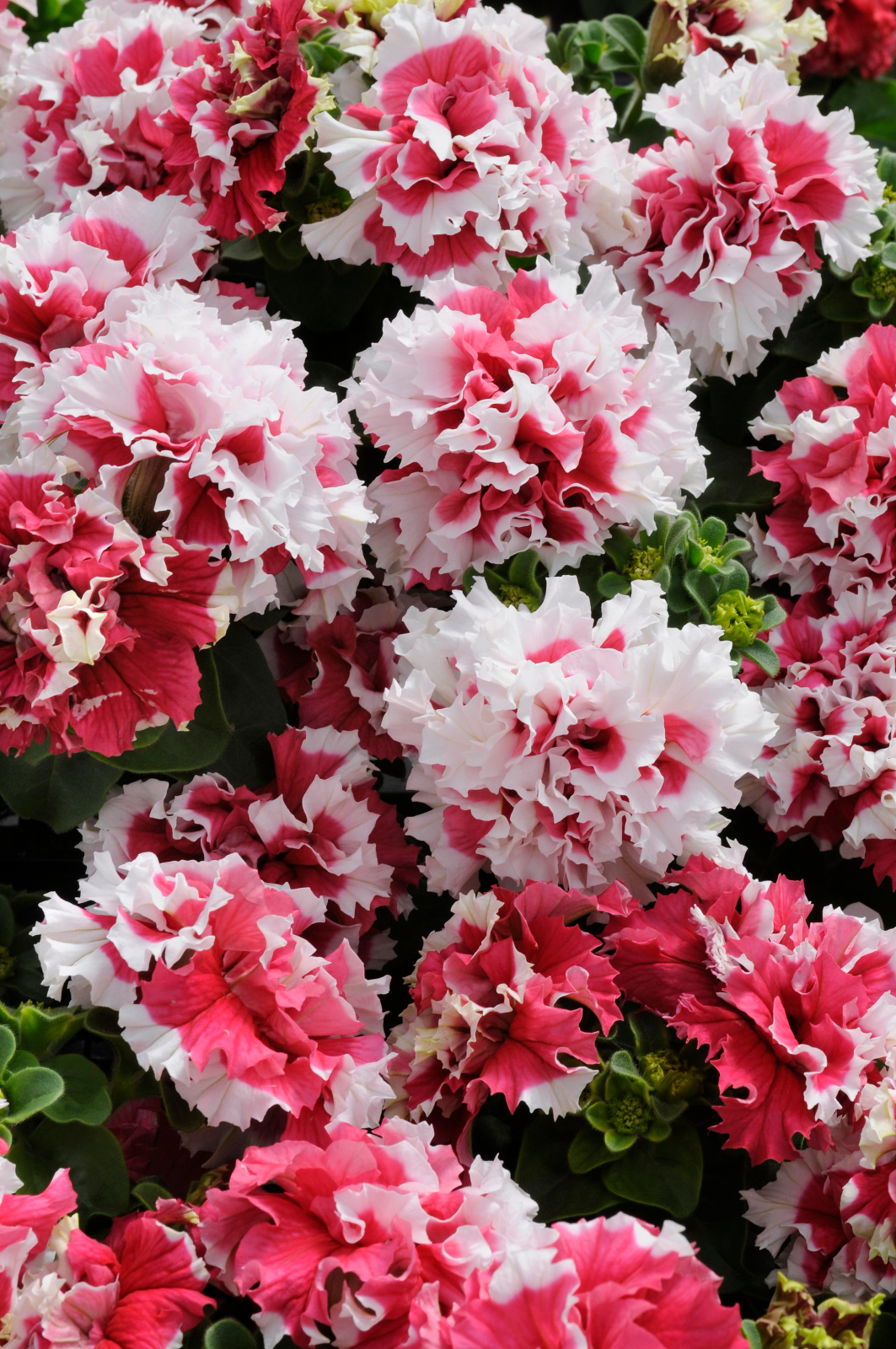 Petunia F1 dubbel  Red Pirouette 10 frö (buskig) - 2
