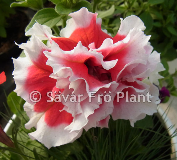 Petunia F1 dubbel  Red Pirouette 10 frö (buskig)