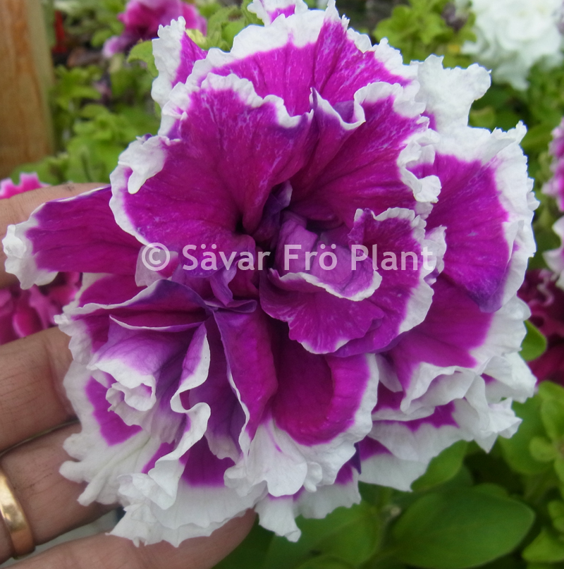 Petunia F1  Purple Pirouette F1 10 frö (buskig) - 2