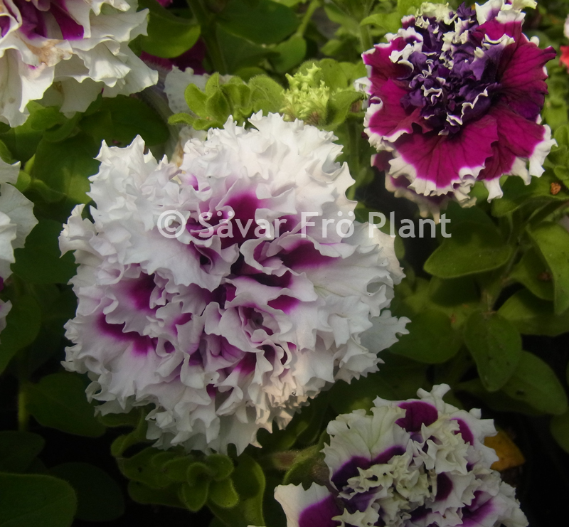 Petunia F1  Purple Pirouette F1 10 frö (buskig) - 3