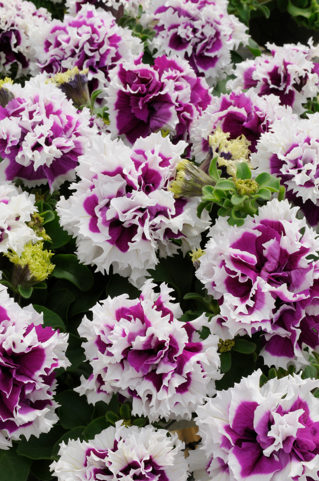 Petunia F1  Purple Pirouette F1 10 frö (buskig)