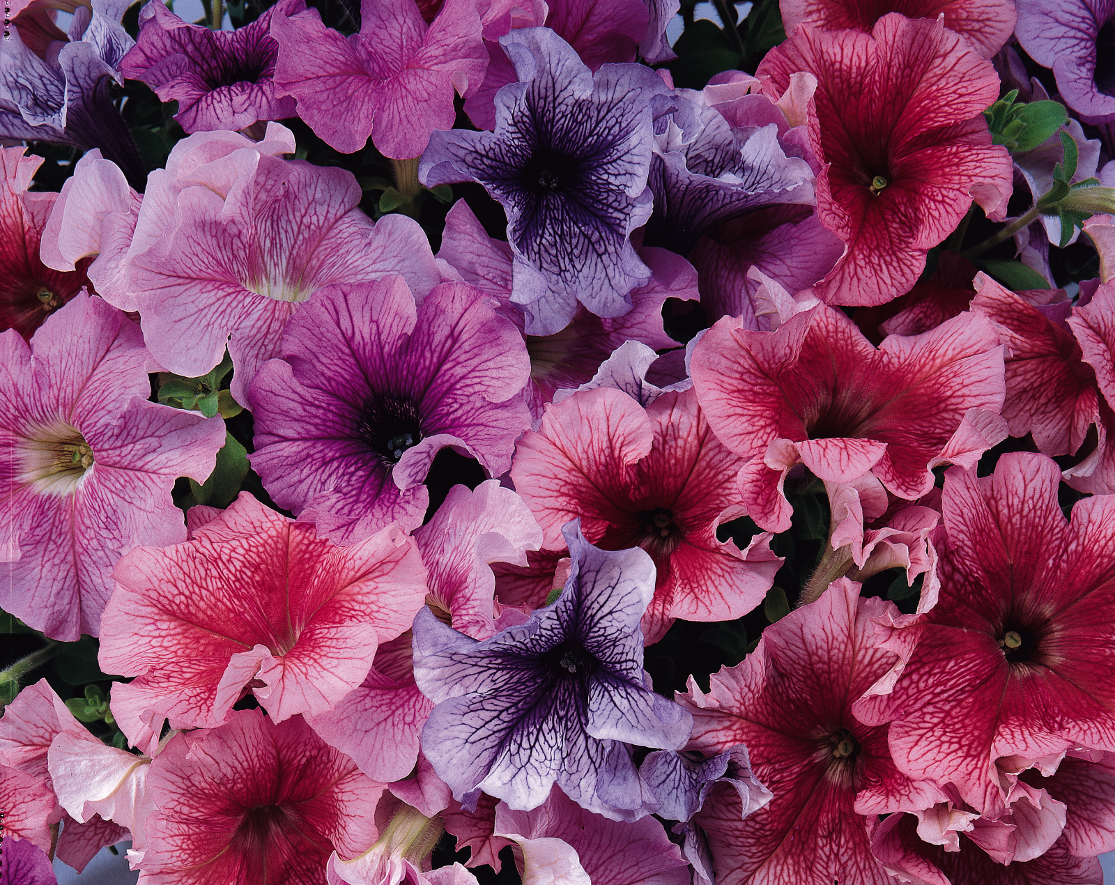 Petunia F1 Daddy Mix 15 frö (buskig)