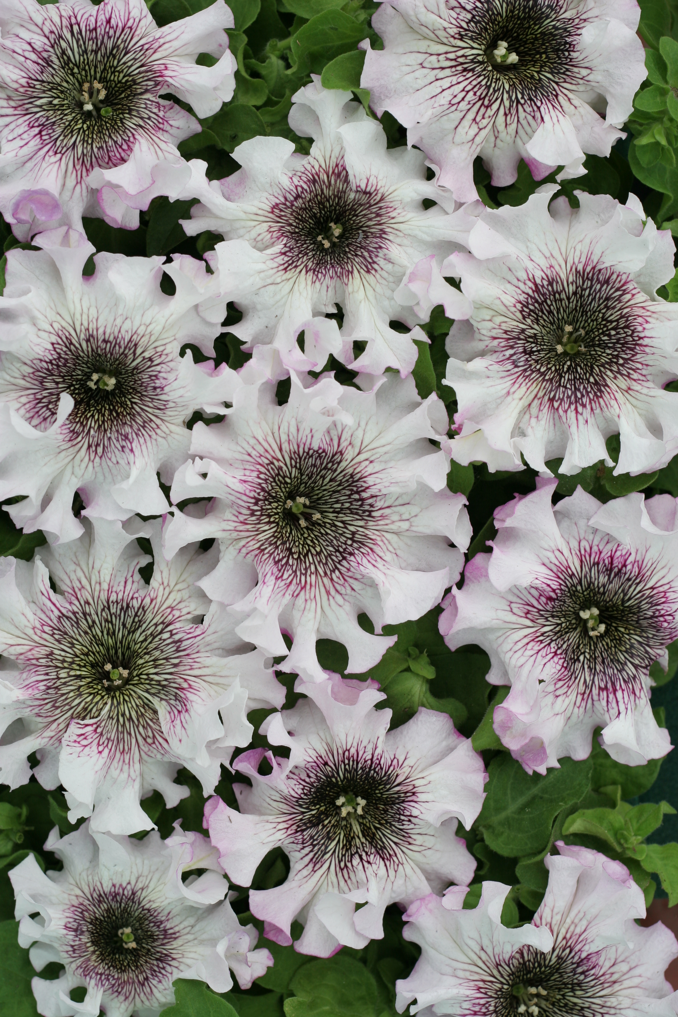 Petunia F1  Alba 25 frö  (buskig)