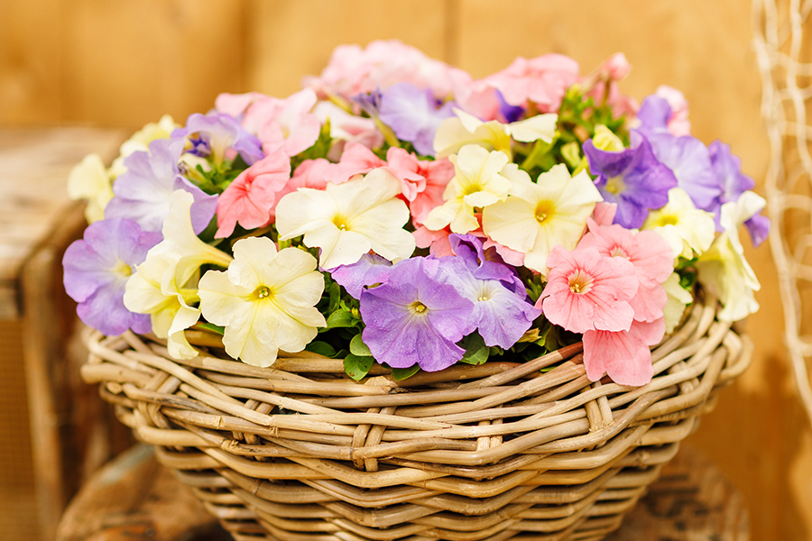 Petunia F1  Limbo Pastel Mix  15 frö (buskig) inkommande