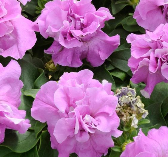 Petunia F1 " dubbel kaskad  Duo Lavender" 10 frön (buskig),inkommande