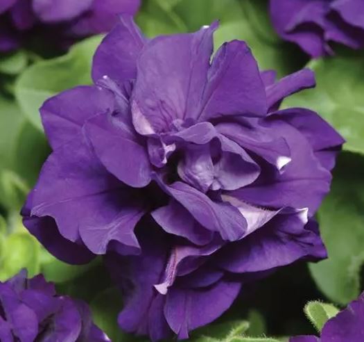 Petunia F1  Dubbel kaskad   Blå" 10 frön - 2