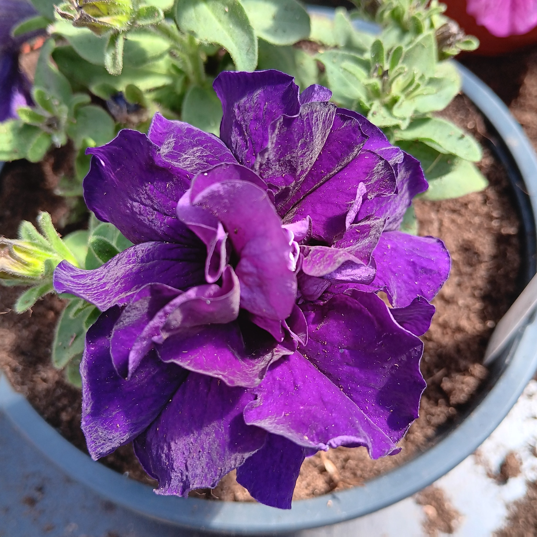 Petunia F1  Dubbel kaskad   Blå" 10 frön - 3