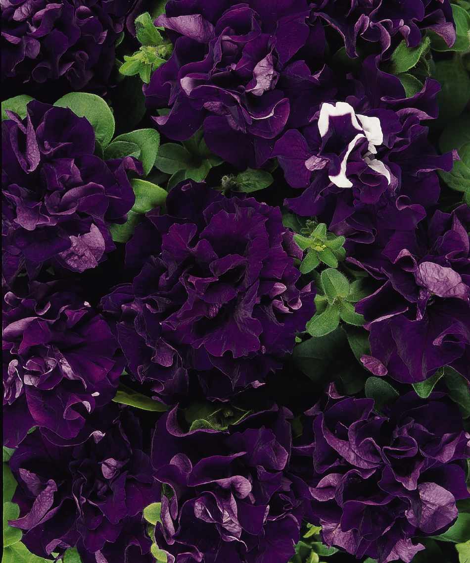 Petunia F1  Dubbel kaskad   Blå" 10 frön