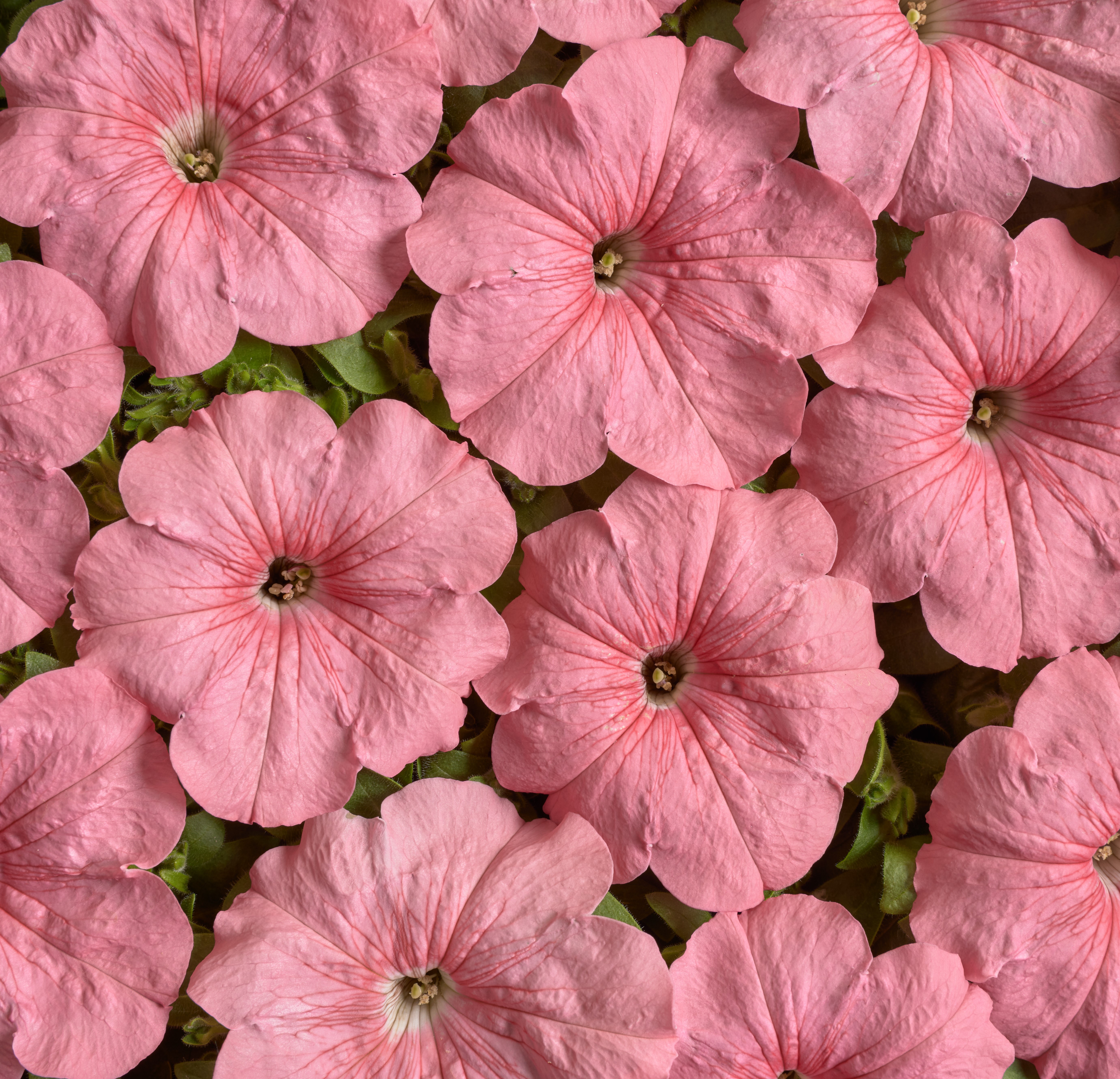 Petunia  F1 Yvetta  50 frö (buskig)