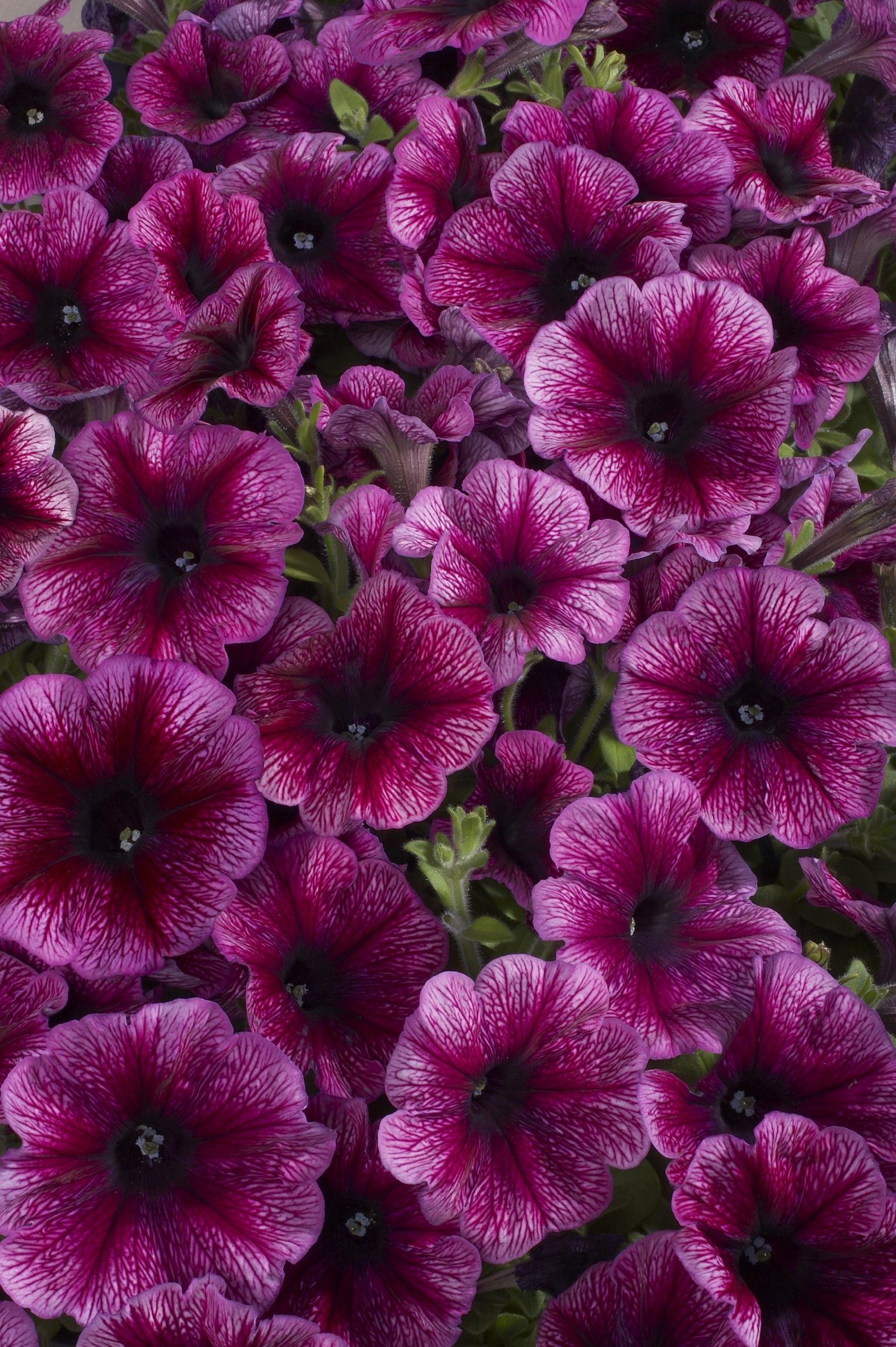 Petunia F1 Celebrity Plum Ice   ca 25  frö (buskig - 2