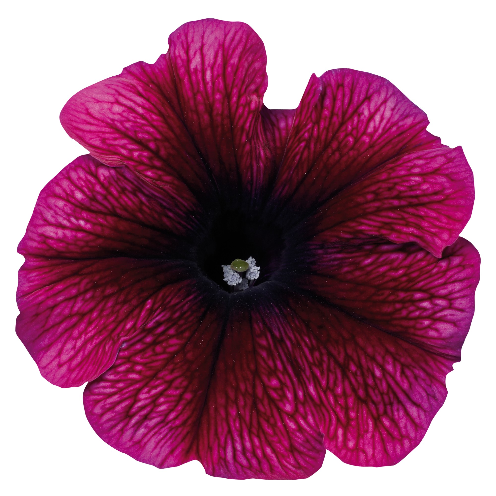 Petunia F1 Celebrity Plum Ice   ca 25  frö (buskig