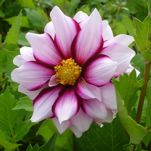 Dahlia knöl   Edge Of Joy   "Enkelblommande" Nyhet 2027!