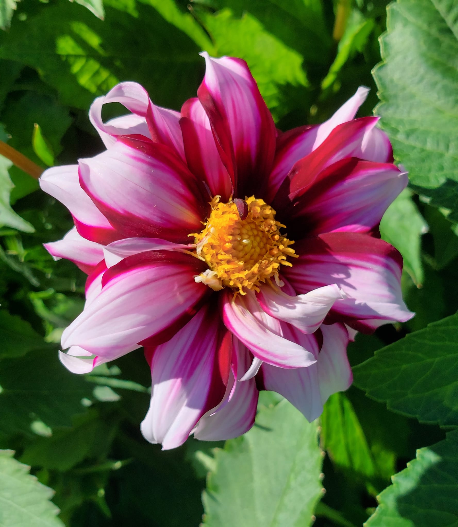Dahlia knöl   Edge Of Joy   "Enkelblommande" Nyhet 2027! - 2