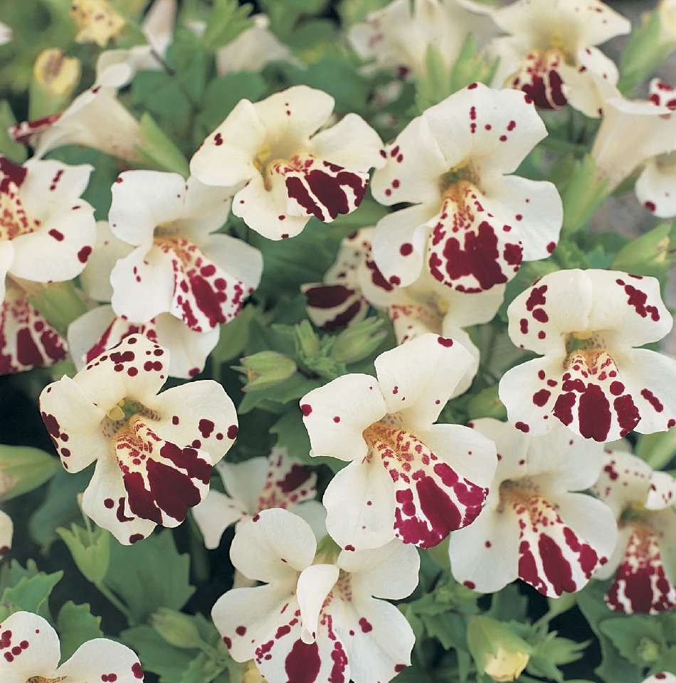 Gyckelblomma Magic White with blotch 15 frön,inkommande