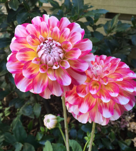 xDahlia Hawai "boll" Rotad stickling i Sverige!