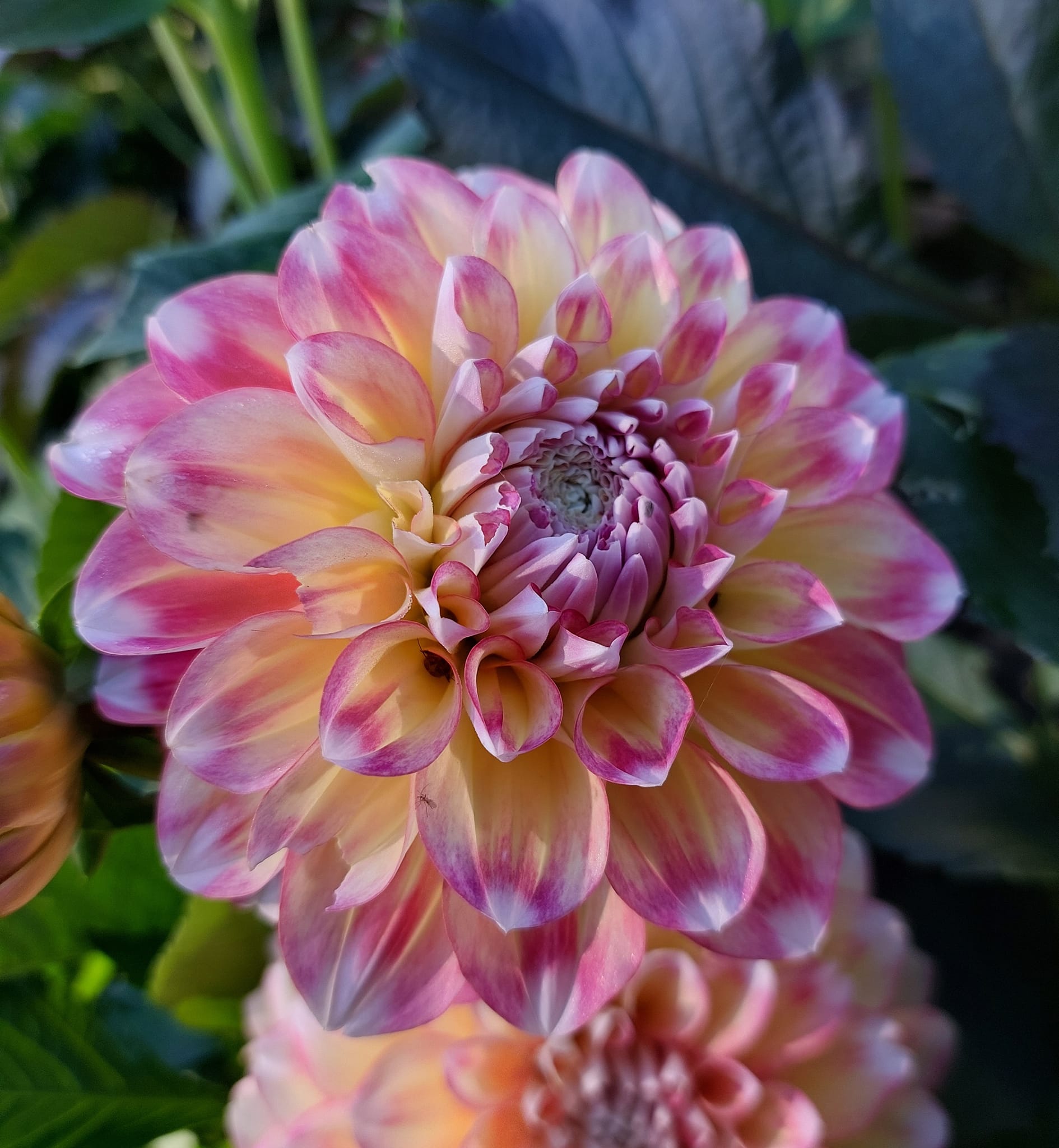 xDahlia Hawai "boll" Rotad stickling i Sverige! - 3