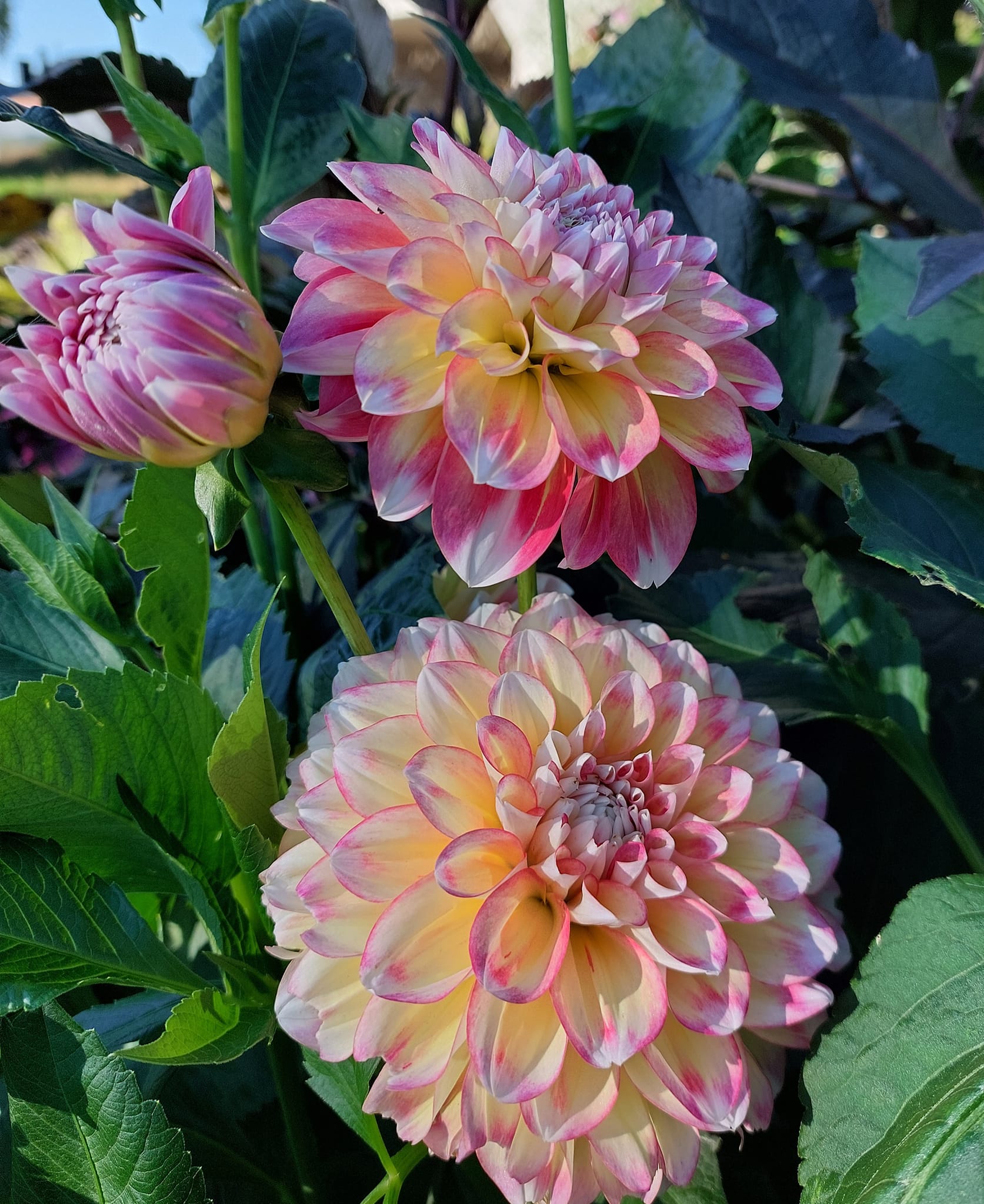 xDahlia Hawai "boll" Rotad stickling i Sverige! - 4