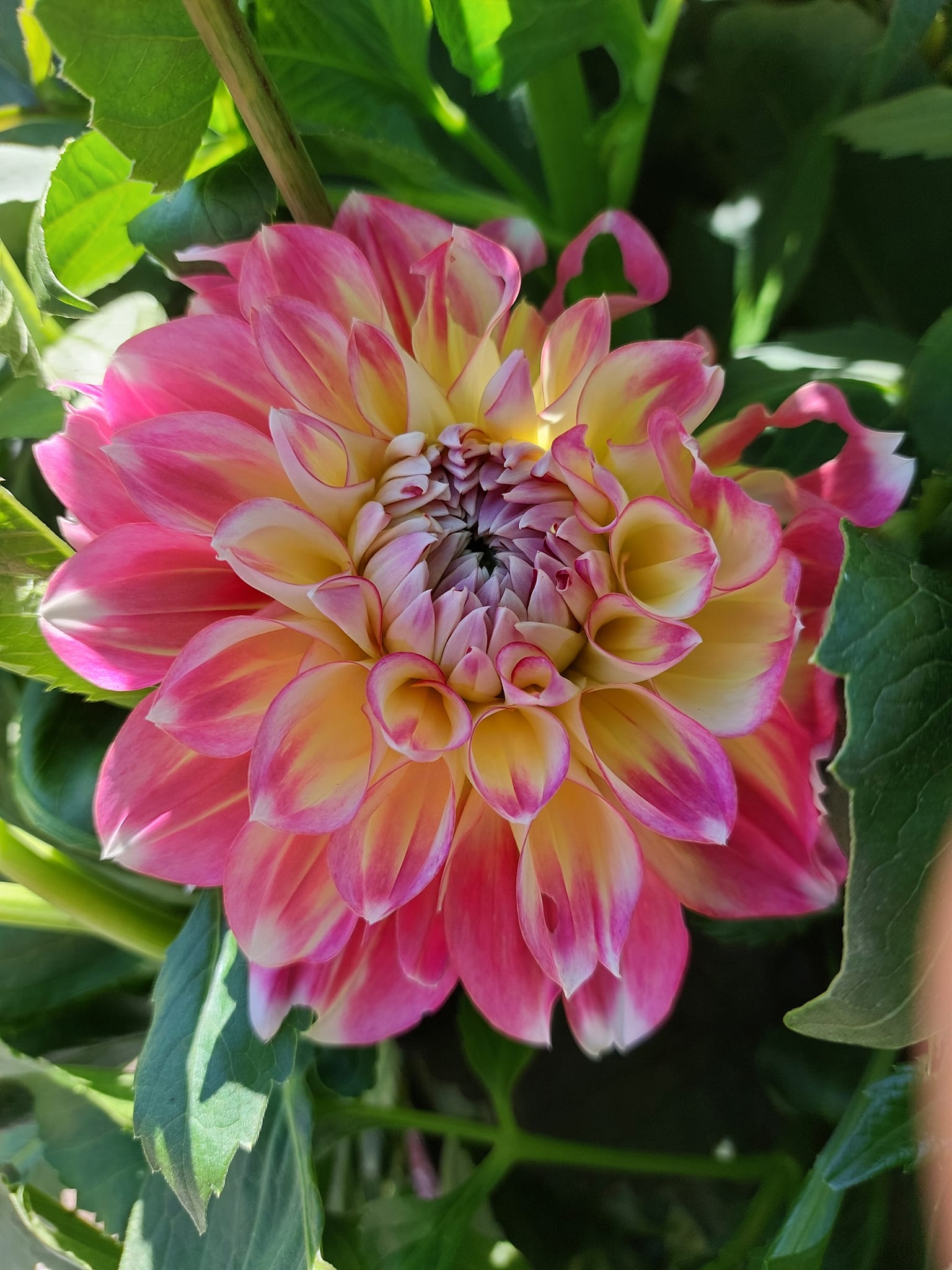 xDahlia Hawai "boll" Rotad stickling i Sverige! - 2