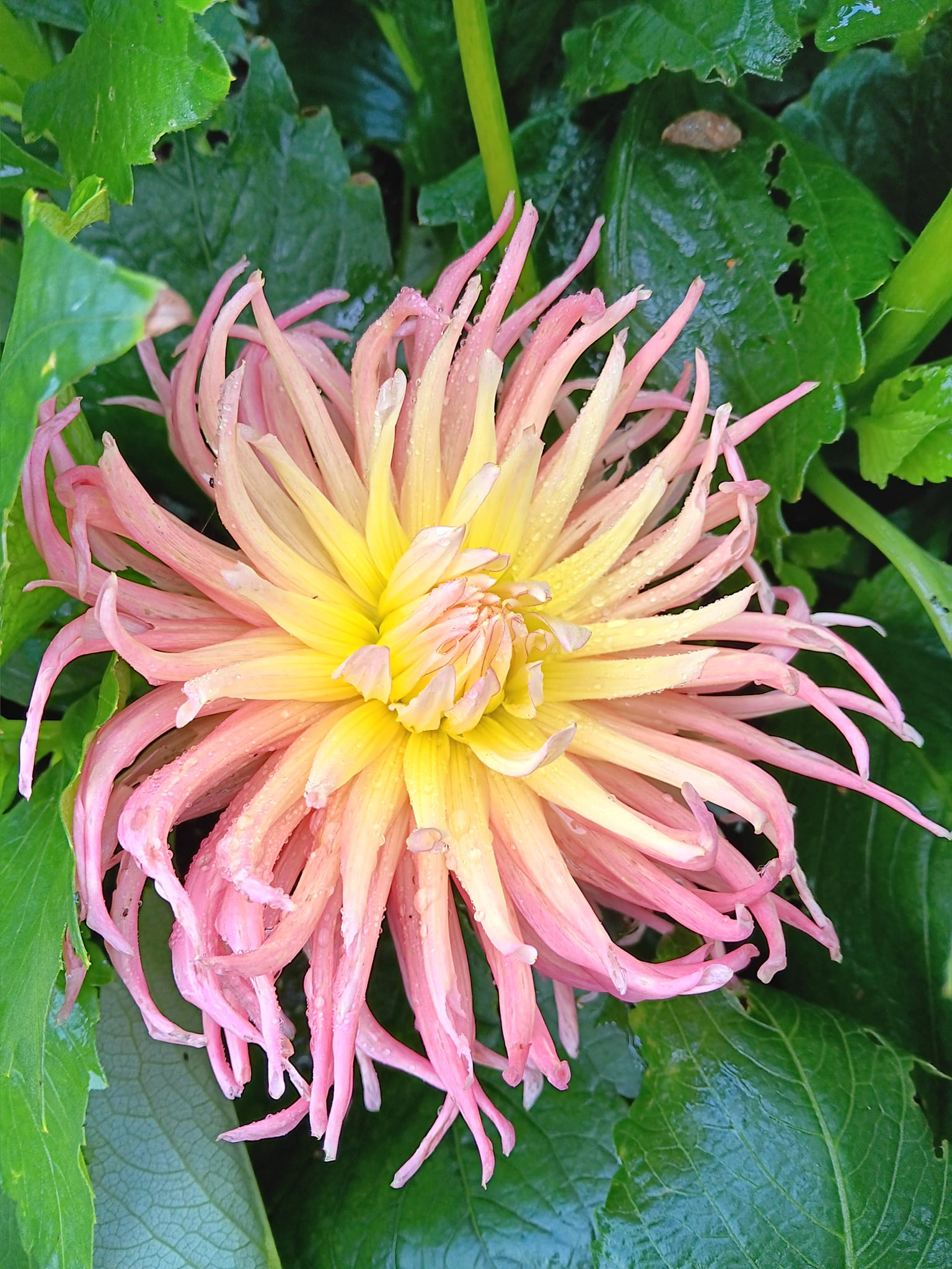 Dahlia knöl Alfred Grille   "Kaktusblommande  - 2