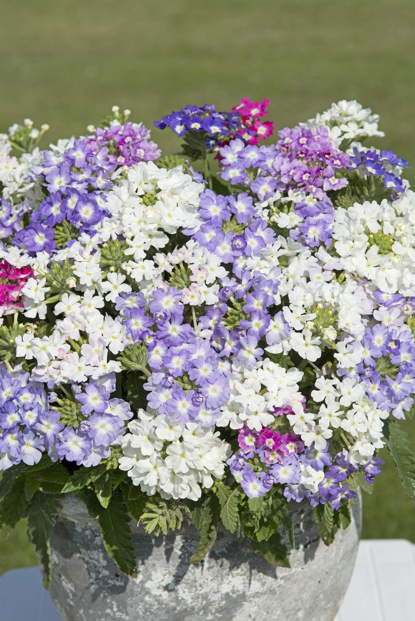 Verbena Scentsation Mix 15 frön