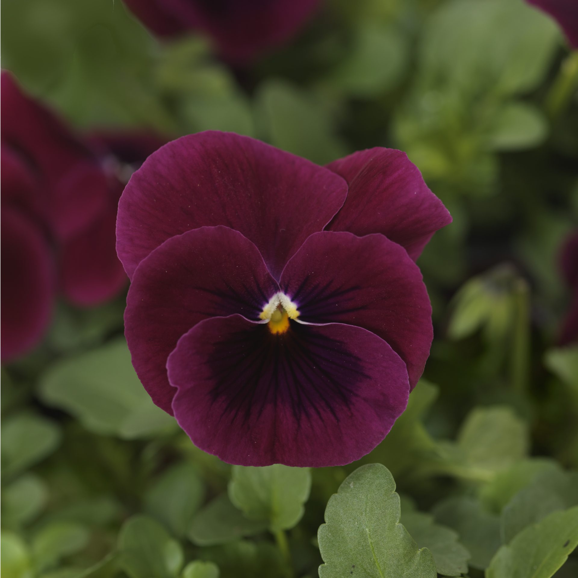 Viola sorbet F1 Rose Blotch 8 frö