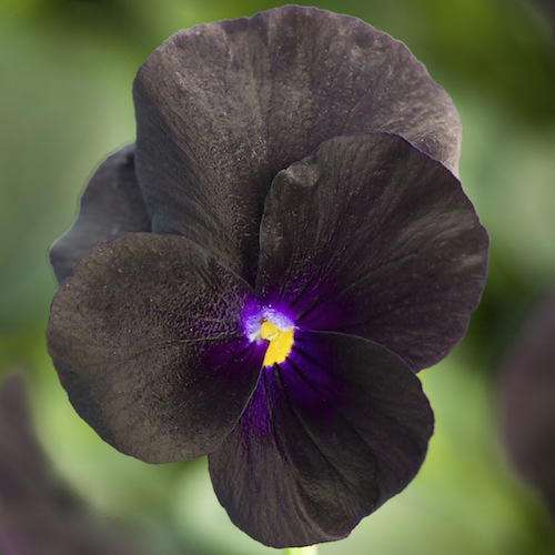 Pense /Viola F1 Penny Black 8 frö