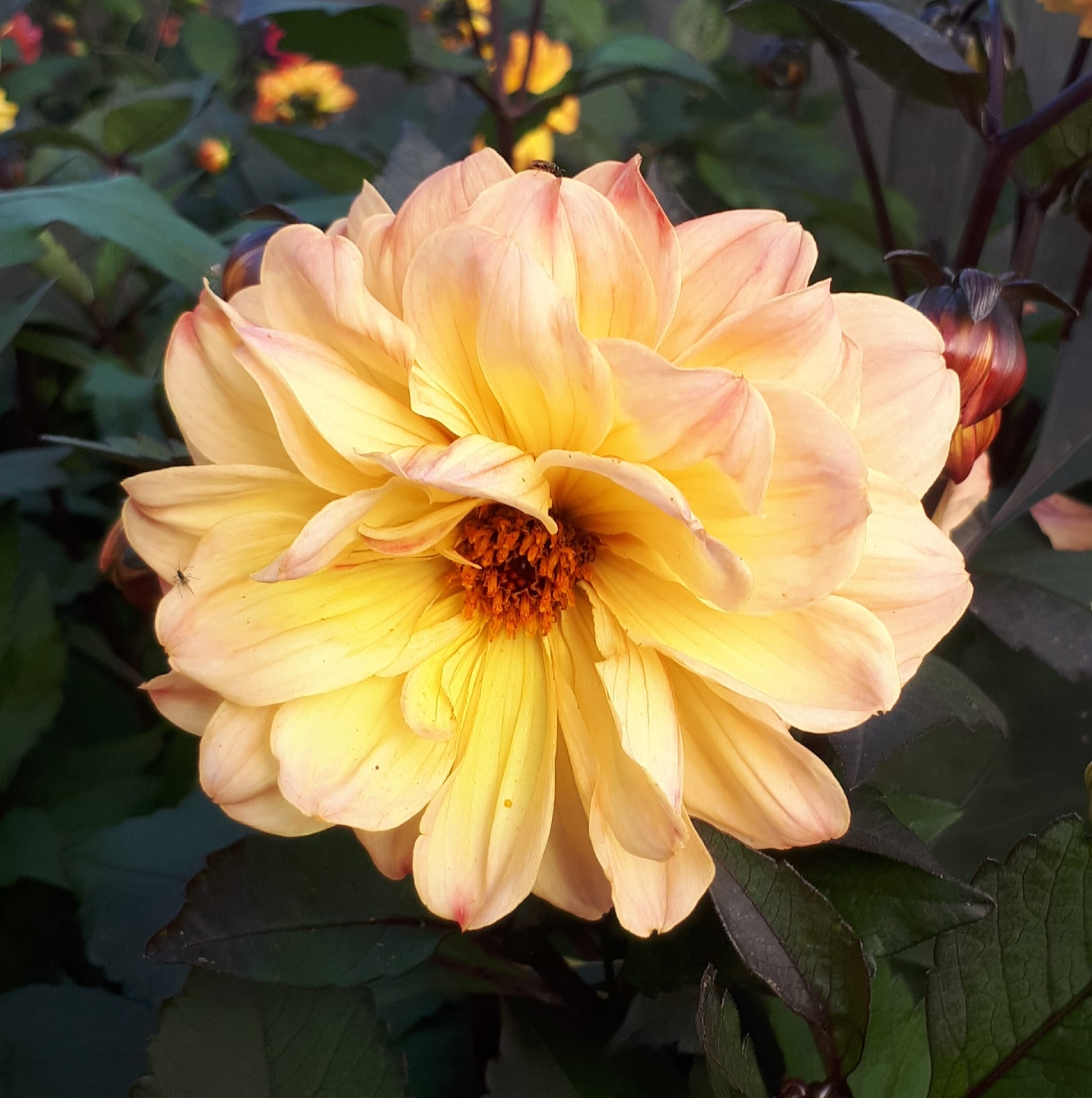 Dahlia  Mignon Piccolo Mix 50 frö - 5