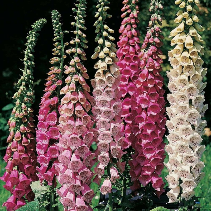 Fingerborgsblomma Excelsior Mixed 1500  frön