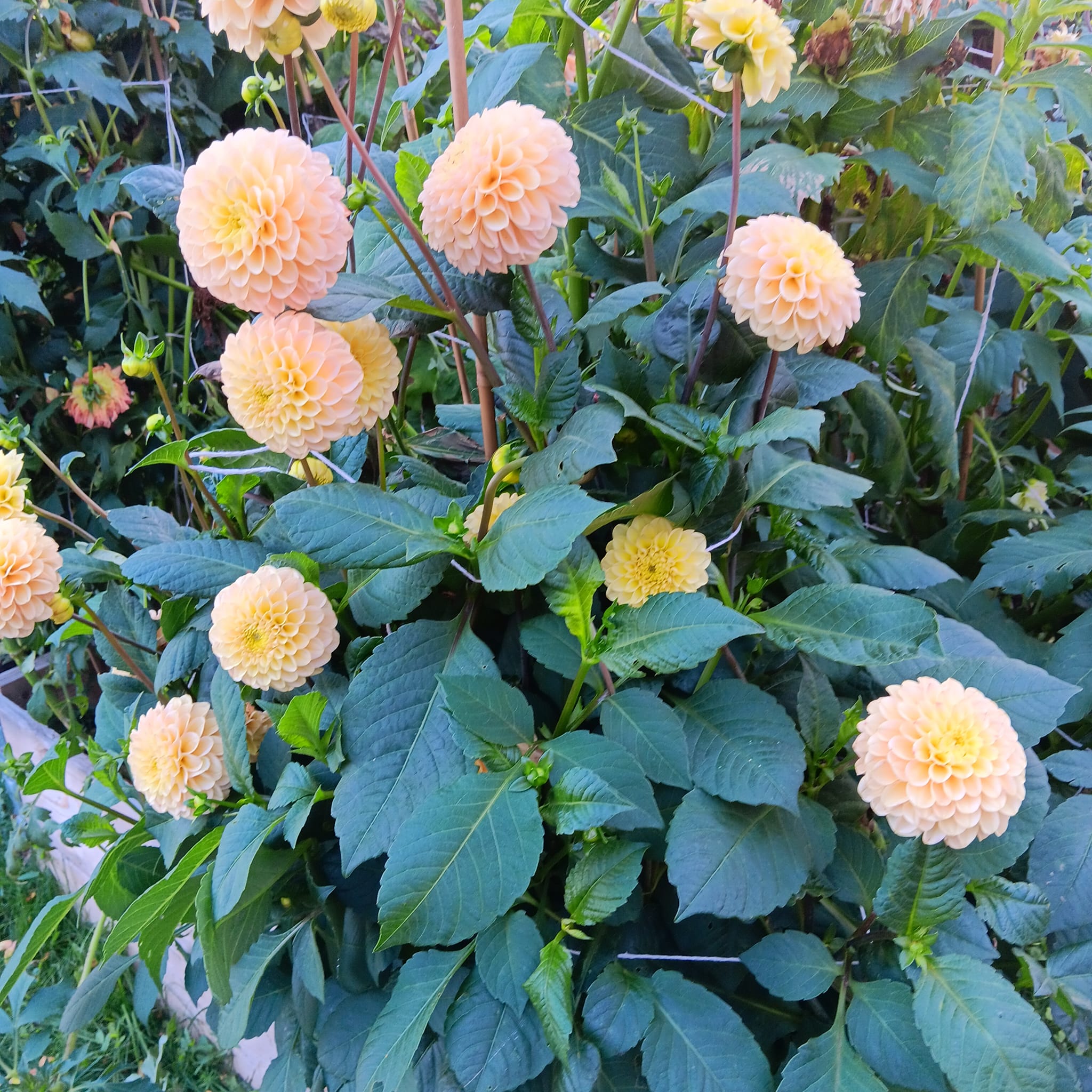 Dahlia Chicken Legs Hapet Cheddar  Dekorativ  - 4