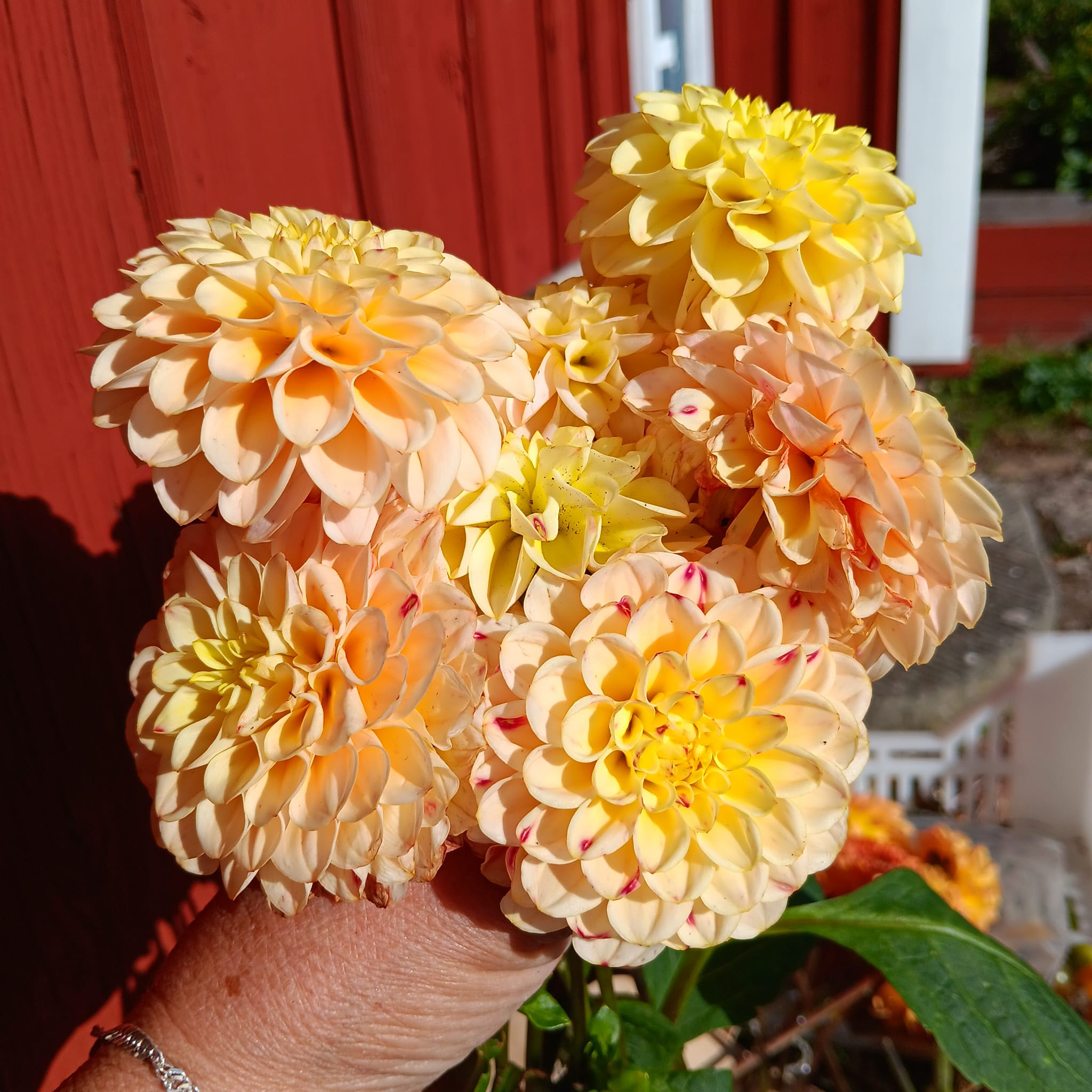 Dahlia Chicken Legs Hapet Cheddar  Dekorativ  - 5