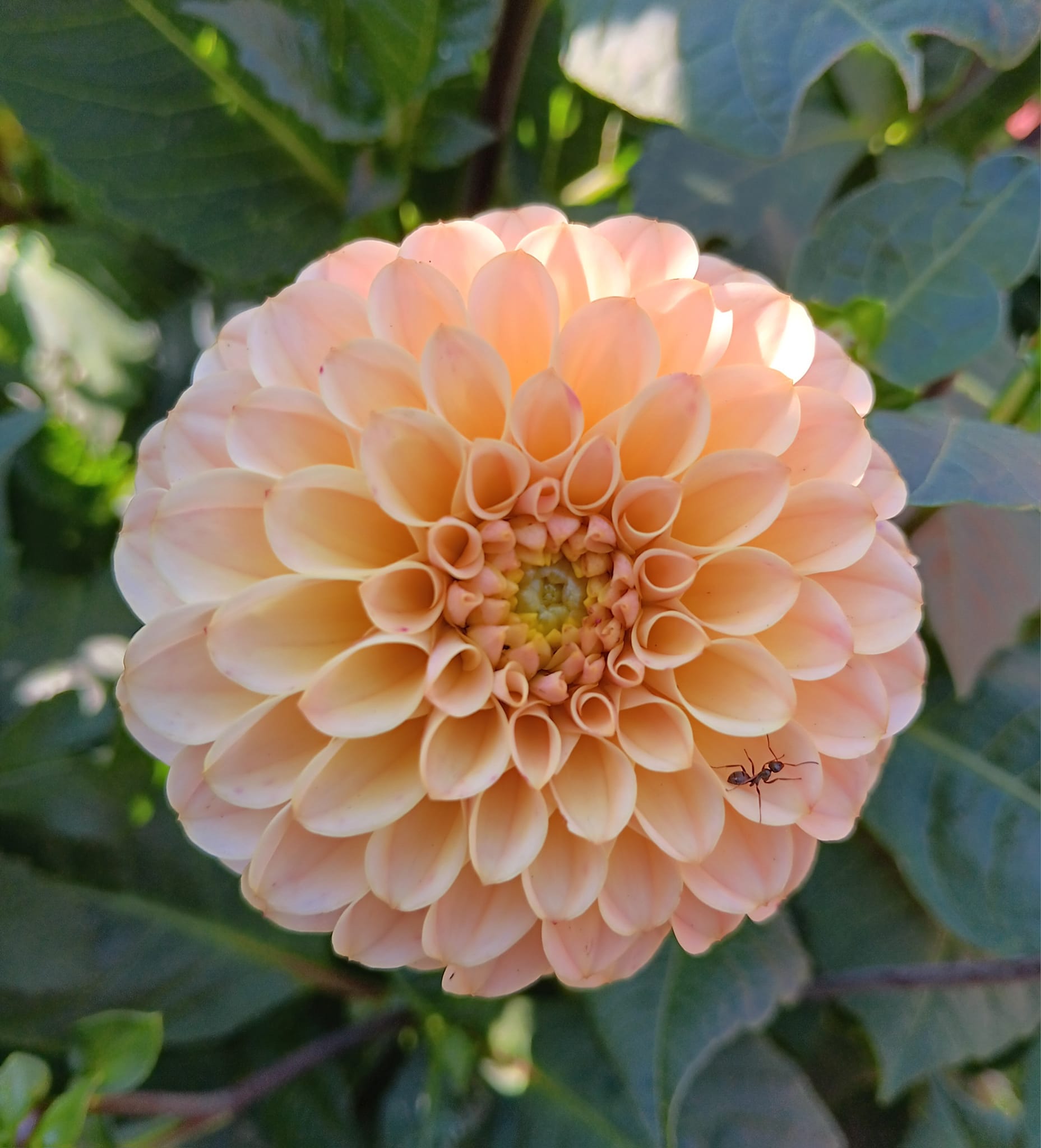 Dahlia Chicken Legs Hapet Cheddar  Dekorativ  - 3