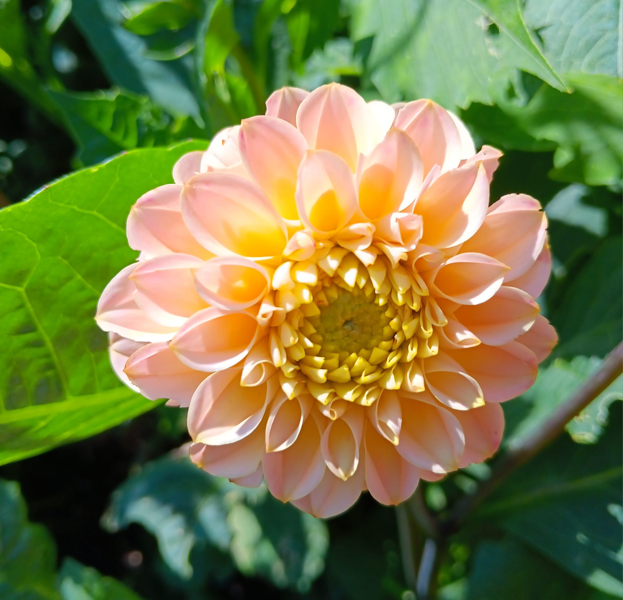 Dahlia Chicken Legs Hapet Cheddar  Dekorativ  - 2