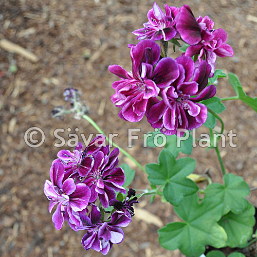 Pelargonium Barbe Bleue () Pelargonium Barbe Bleue
