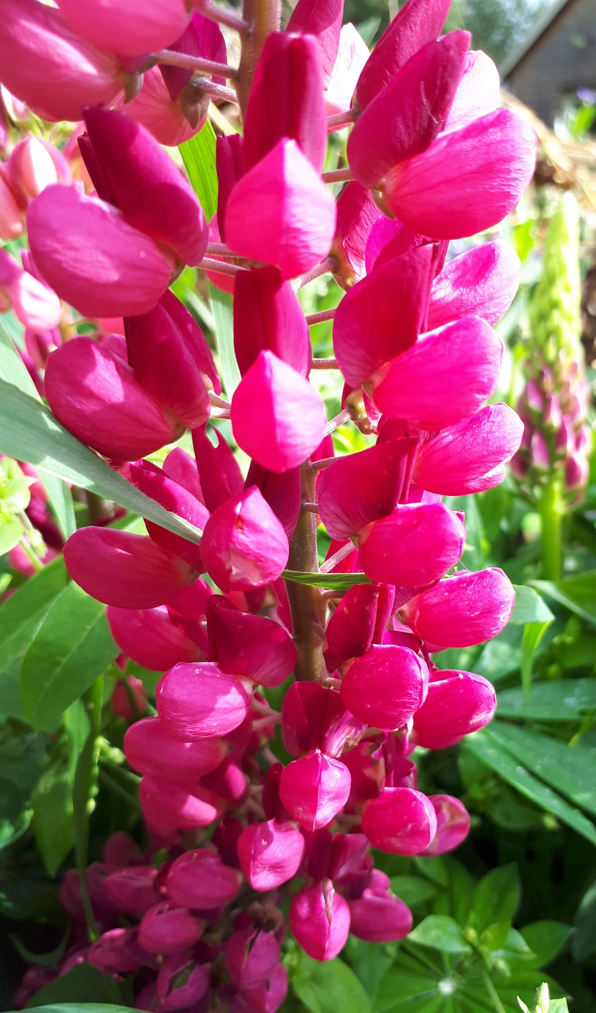 Lupin Gallery Red Shades 12 frö - 3